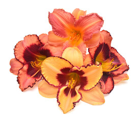Fototapeta na wymiar Bouquet flower hemerocallis daylily isolated on a white background