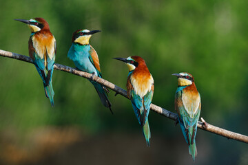 European bee-eater, merops apiaster.on a Sunny morning, four birds are sitting on a branch.