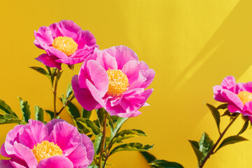 beautiful pink peony flowers on trendy yellow background. In full bloom concept