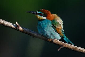 Golden bee-eater sitting on a branch