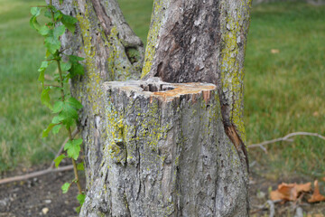 A Tree Stump Closeup View