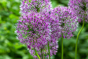 Purple balls of decorative onion Allium