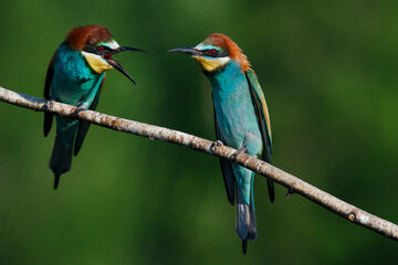 European bee eater Merops apiaster screaming at each other