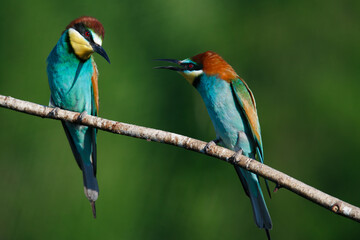 European bee eater Merops apiaster screaming at each other