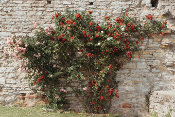 Fototapeta na wymiar A large bush of red roses with many flowers on the wall of an old castle, ruins on a sunny day. Place for text. Ideal for greeting card, photo wallpaper, backgrounds and textures.