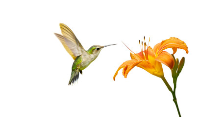 Juvenile male ruby throated hummingbird approaching a tiger lily, isolated on white. © kellyplz