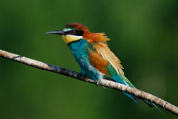 Golden bee-eater sitting on a branch