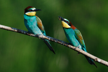 Golden bee-eater sitting on a branch