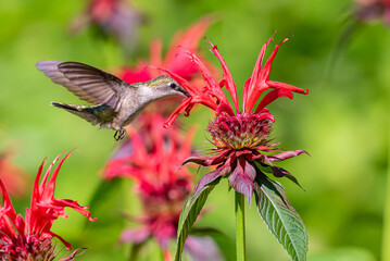 Ruby throated hummingbird hovering above monarda bee balm flower drinking nectar in garden