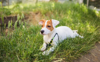 beautiful dog Jack Russell lies on the grass and looks at the camera