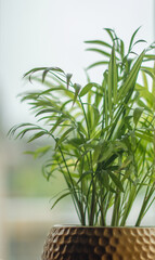 green plant in a pot