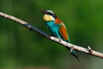 Golden bee-eater sitting on a branch