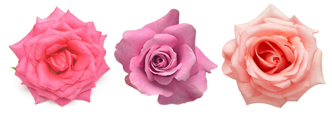 Collection pink flowers head roses isolated on a white background. Flat lay, top view