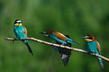 European bee-eater, merops apiaster.on Sunny morning, three birds are sitting on a branch.