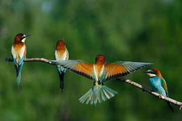 European bee-eater, merops apiaster.on a Sunny morning, four birds are sitting on a branch.