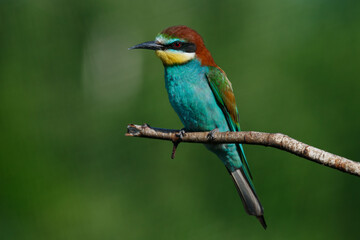 Golden bee-eater sitting on a branch