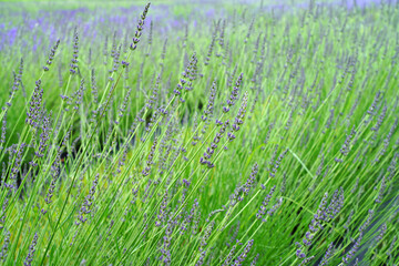 A field of fragrant lavender flowers at a lavender farm in New Jersey, United States