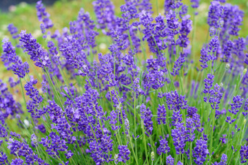 Obraz na płótnie Canvas A field of fragrant lavender flowers at a lavender farm in New Jersey, United States