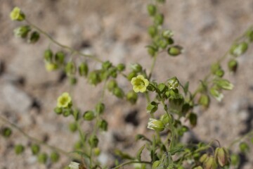 Small white blooms opening on Whispering Bells, Emmenanthe Penduliflora, Boraginaceae, native Herbaceous Annual in in the fringes of Twentynine Palms, Southern Mojave Desert, Springtime.