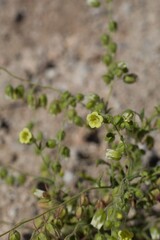 Small white blooms opening on Whispering Bells, Emmenanthe Penduliflora, Boraginaceae, native Herbaceous Annual in in the fringes of Twentynine Palms, Southern Mojave Desert, Springtime.