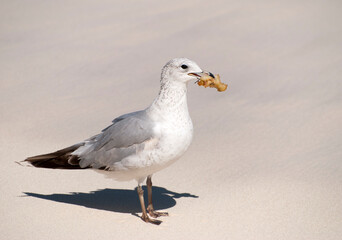 The Seagull With An Apple
