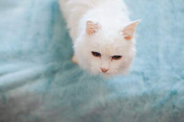 Pretty cat. Cute white cat on a plaid.