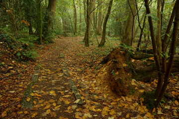old railway track in autumn forest
