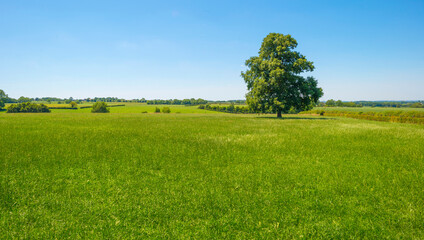 Grassy fields and trees with lush green foliage in green rolling hills below a blue sky in sunlight in summer