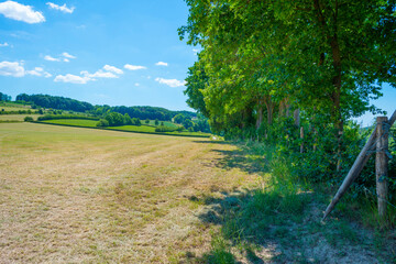 Grassy fields and trees with lush green foliage in green rolling hills below a blue sky in sunlight in summer