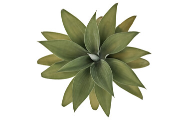 Rosette of green leaves of Fox Tail Agave. Succulent plant macro