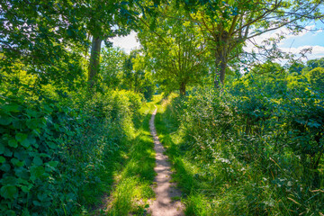 Fototapeta na wymiar Sunken lane in a green deciduous forest in sunlight and shadows in summer
