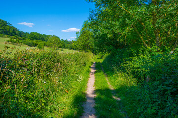 Sunken lane in a green deciduous forest  in sunlight and shadows in summer