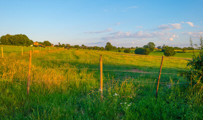 Grassy fields and trees with lush green foliage in green rolling hills below a blue sky in the light of sunset in summer