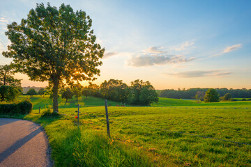 Grassy fields and trees with lush green foliage in green rolling hills below a blue sky in the light of sunset in summer - obrazy, fototapety, plakaty