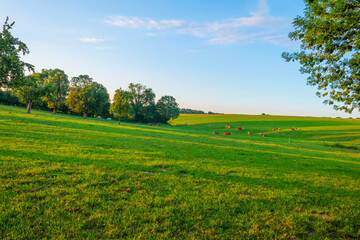 Grassy fields and trees with lush green foliage in green rolling hills below a blue sky in the light of sunset in summer