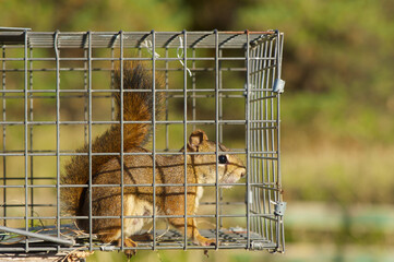 Rotes Eichhörnchen in einer Lebendfalle, die auf den Umzug wartet.
