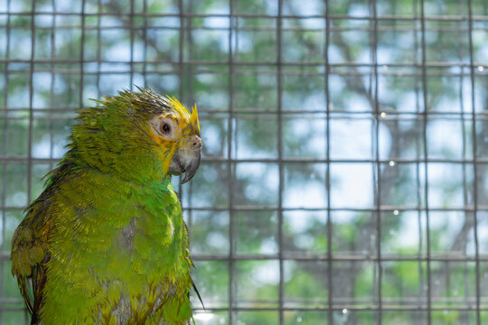 Loro amaz&oacute;nico, con las plumas mojadas despu&eacute;s de un ba&ntilde;o.