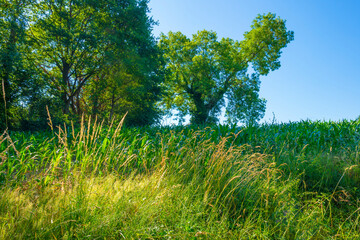 Grassy fields and trees with lush green foliage in green rolling hills below a blue sky in sunlight in summer