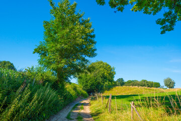Grassy fields and trees with lush green foliage in green rolling hills below a blue sky in sunlight in summer