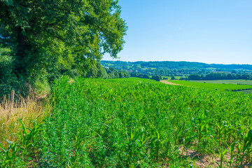 Fototapeta na wymiar Field with corn on the slope of a hill below a blue sky in sunlight in summer