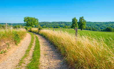 Grassy fields and trees with lush green foliage in green rolling hills below a blue sky in sunlight in summer
