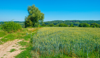 Fototapeta na wymiar Field with wheat on the slope of a hill below a blue sky in sunlight in summer