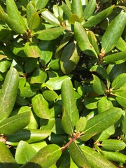numerous green azalea plant leaves