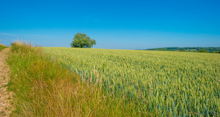 Field with wheat on the slope of a hill below a blue sky in sunlight in summer