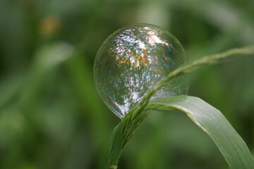 Soap bubble on the grass in the forest