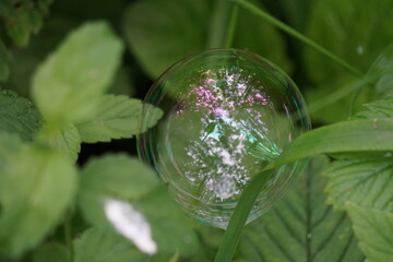 Close-up of a soap bubble on the grass in the forest
