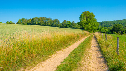 Fototapeta na wymiar Field with wheat on the slope of a hill below a blue sky in sunlight in summer