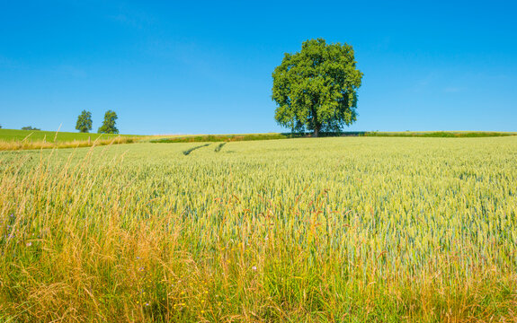 Field with wheat on the slope of a hill below a blue sky in sunlight in summer © Naj
