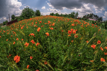 Fototapeta na wymiar huge field of red poppy flowers