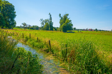 Plants and trees along the edge of a stream below a blue sky in sunlight in summer